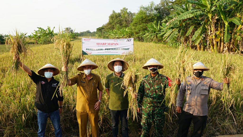 Program CSR Sharp Mapan Tuai Hasil Positif di Panen Pertama