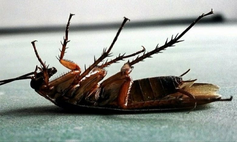 11 Cara Membasmi Kecoa Agar Rumah Tetap Bersih dan Sehat