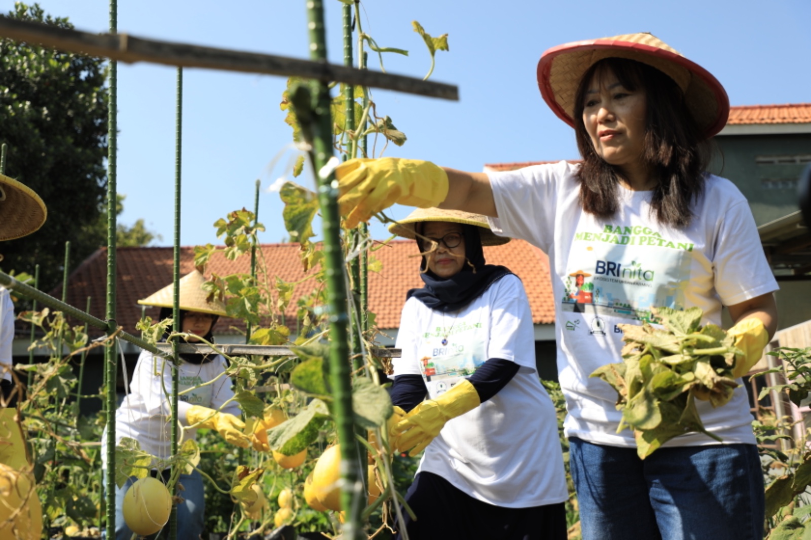 Ekosistem urban farming yang berkelanjutan di area padat penduduk