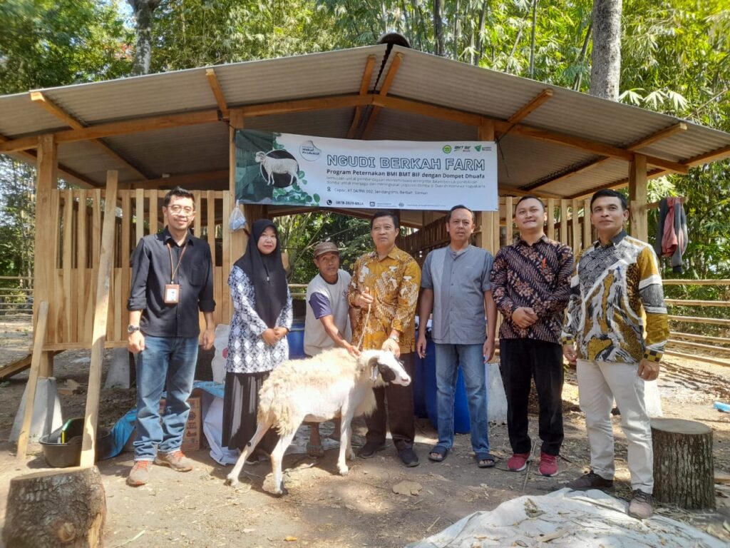 Program plasma domba, budidaya domba Yogyakarta, Dompet Dhuafa, BMT BIF, peternak domba