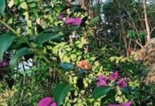 Perhatikan dalam Memberikan Bunga! Masing-Masing Punya Makna