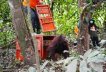 Saat Orangutan Meminta Tolong Akibat Karhutla