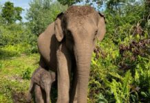 Ketika Kecerdasan Buatan Dipakai Menjaga Kawanan Gajah di Way Kambas