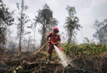 Hotspot Nasional Melonjak 559 Titik, Kementerian Kehutanan Perkuat Pengendalian Karhutla di Kalimantan Tengah