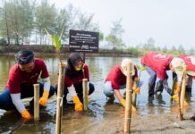Suzuki Bersama Pandu Laut Nusantara Dan Susi Air Kembali Tanam 1.500 Bibit Mangrove Di Pangandaran, Perkuat Ekosistem Pesisir