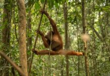 Kisah Penyelamatan 46 Orangutan Kalimantan yang Kehilangan Rumah Akibat Karhutla