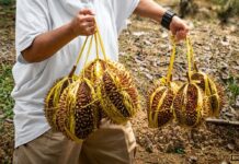 Durian Beku hingga Kapulaga Indonesia Laris Manis di Pasar China