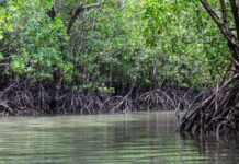 Sembilan Jenis Mangrove di Aceh Bisa Dijadikan Tanaman Obat, Simak Nama dan Manfaatnya