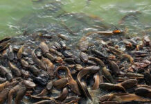 Tertarik Budidaya Ikan Lele? Begini Caranya dari Kolam hingga Panen